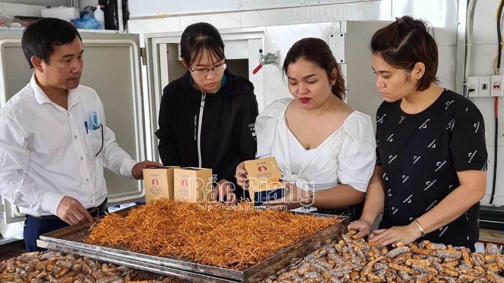 Sản xuất đông trùng hạ thảo trong môi trường kiềm