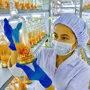 Xây dựng vùng sản xuất dược liệu ứng dụng công nghệ cao