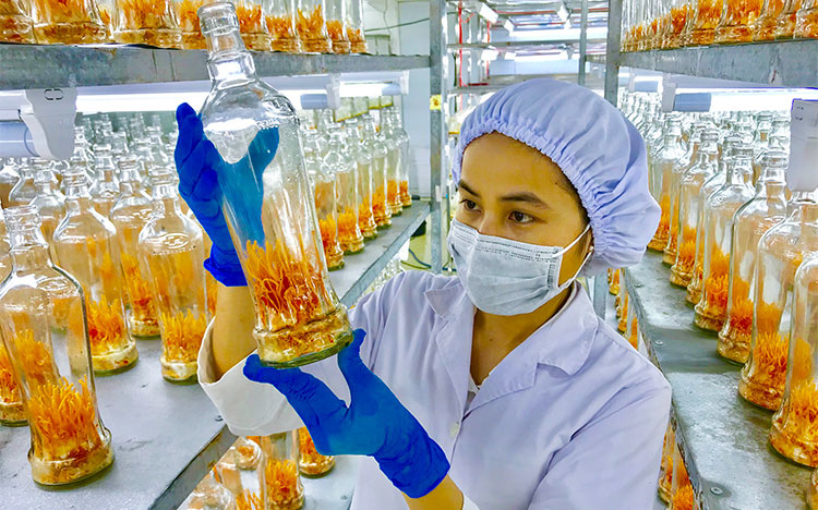 Xây dựng vùng sản xuất dược liệu ứng dụng công nghệ cao