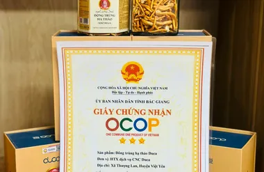 Nấm đông trùng hạ thảo duca sấy khô thăng hoa 10g